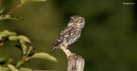 Little Owl
