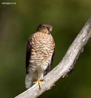 Sparrowhawk
