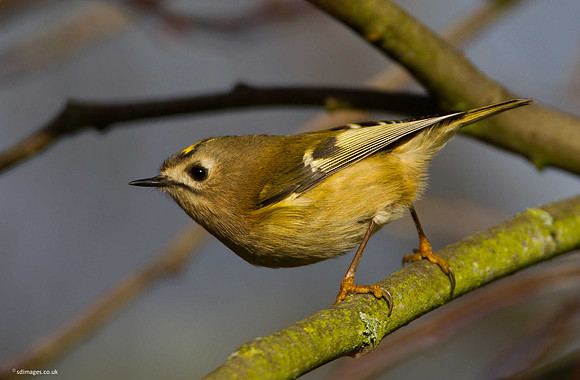 Goldcrest
