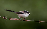 Long tailed Tit