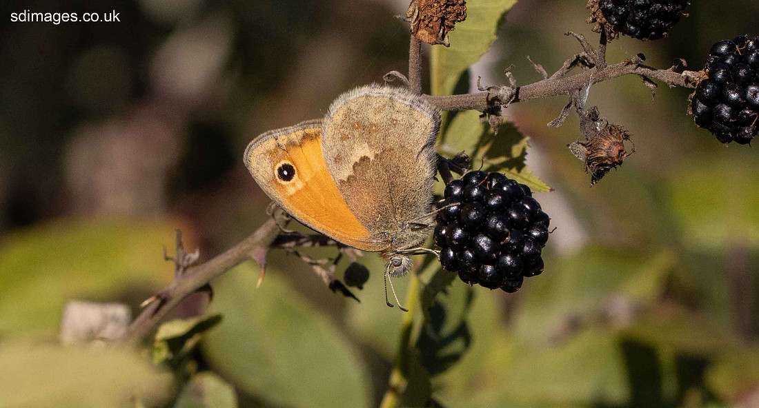 IMG_0255