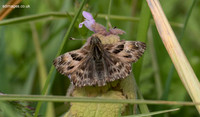 P4230265
