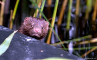 Mink