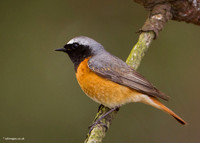 Redstart
