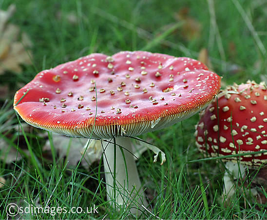 Fly Agaric