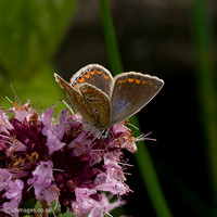 Common Blue