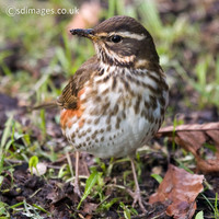 Redwing