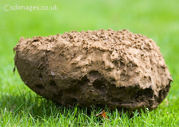 Giant Puffball
