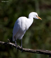 Cattle Egret