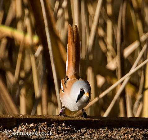 Bearded Tit