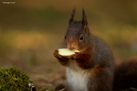 Red Squirrel