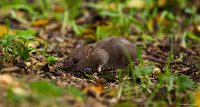 Brown Rat