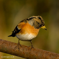 Brambling