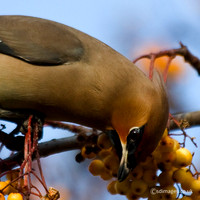 Waxwing