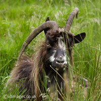 Wild Goat