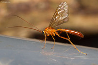 Yellow Ophion
