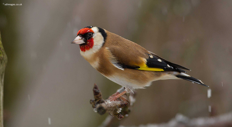 A92X3715