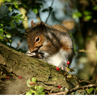 Grey Squirrel