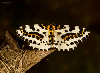Magpie Moth