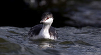 Slavonian Grebe