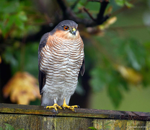 Sparrowhawk