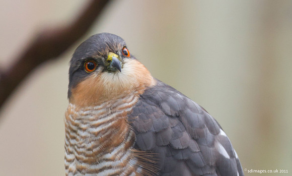 Sparrowhawk