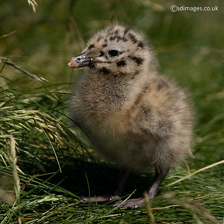 Herring Gull chick