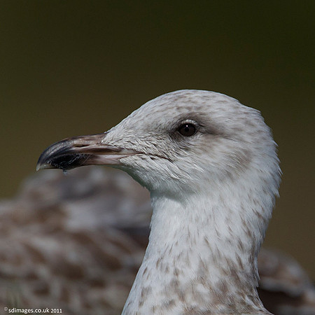Herring Gull