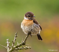 Stonechat