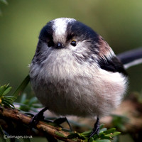 Long Tailed Tit
