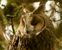 Long- Eared Owl