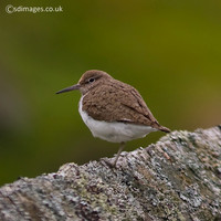 Common Sandpiper