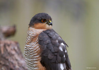 Sparrowhawk