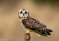 Short -eared Owl