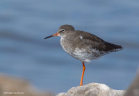 Redshank