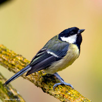 Great Tit