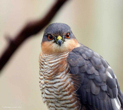 Sparrowhawk