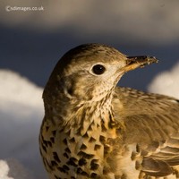 Mistle Thrush