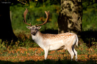 Fallow Deer