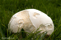Giant Puffball