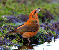 Crossbill