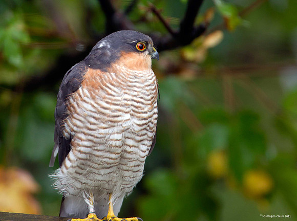 Sparrowhawk