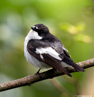 Pied Flycatcher