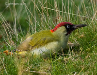 Green Woodpecker
