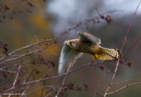 Kestrel