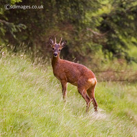 Roe Deer
