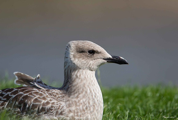 Herring Gull