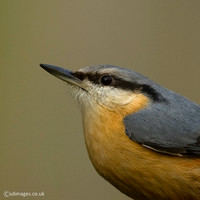 Nuthatch