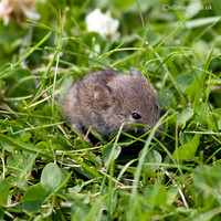 House mouse