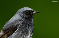 Birds in France